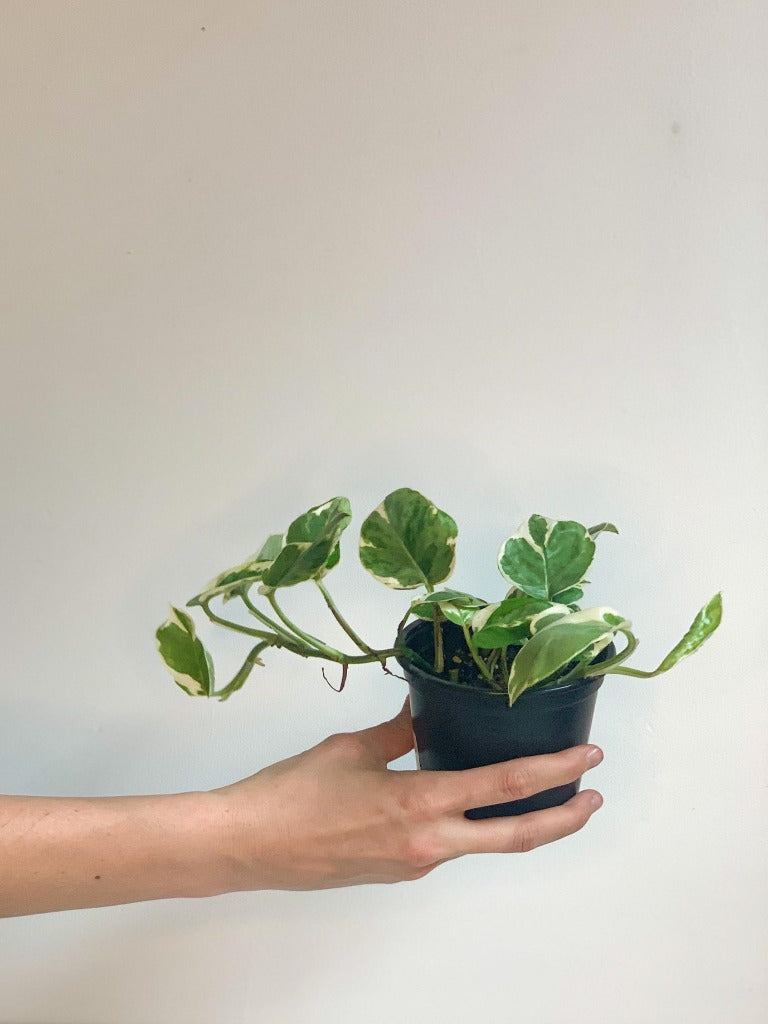 Joy (Pothos) - 4 po.