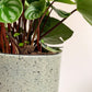 Cache-pot Bari - menthe - 6.3 po. (16 cm)