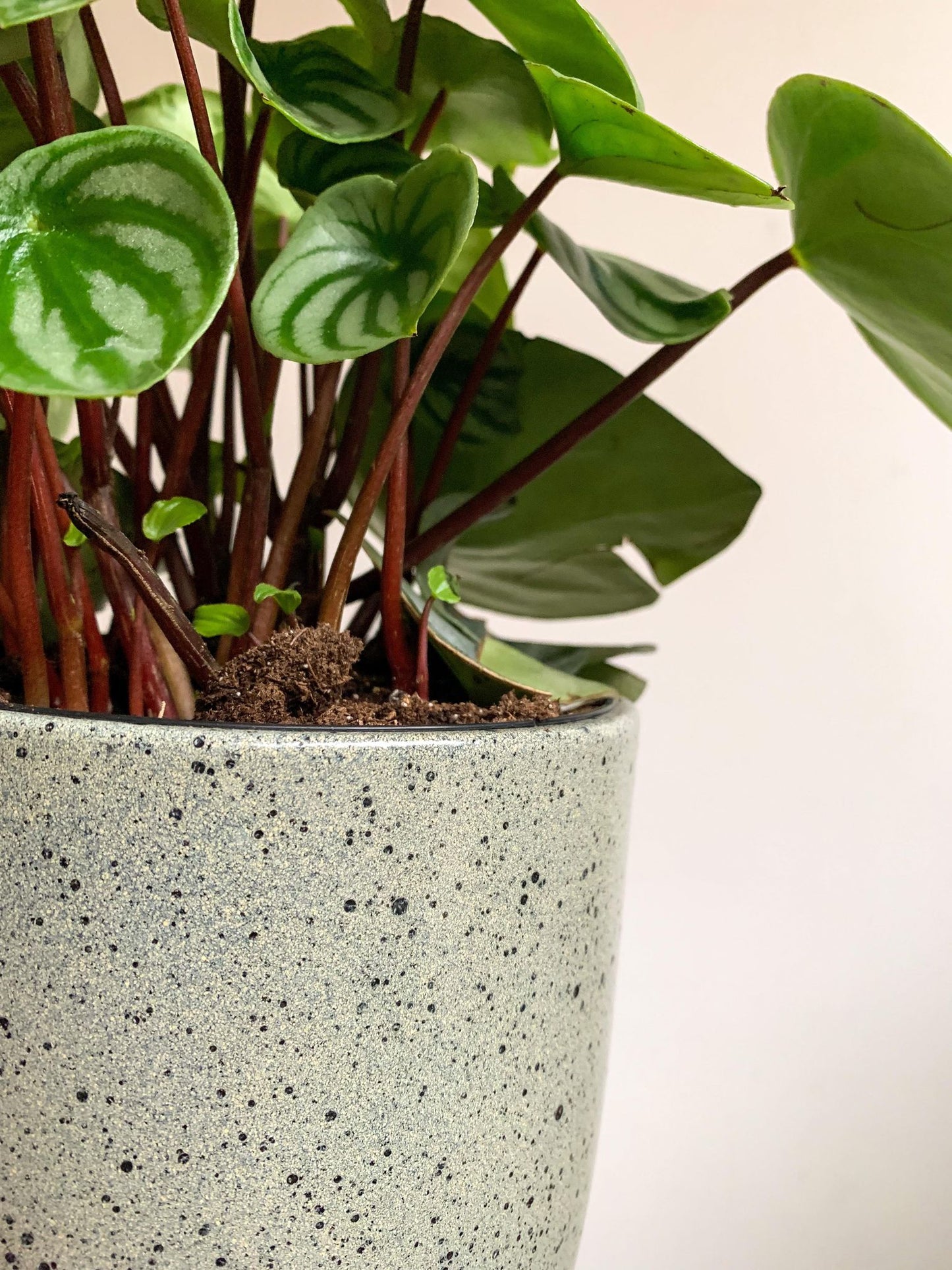 Cache-pot Bari - menthe - 6.3 po. (16 cm)