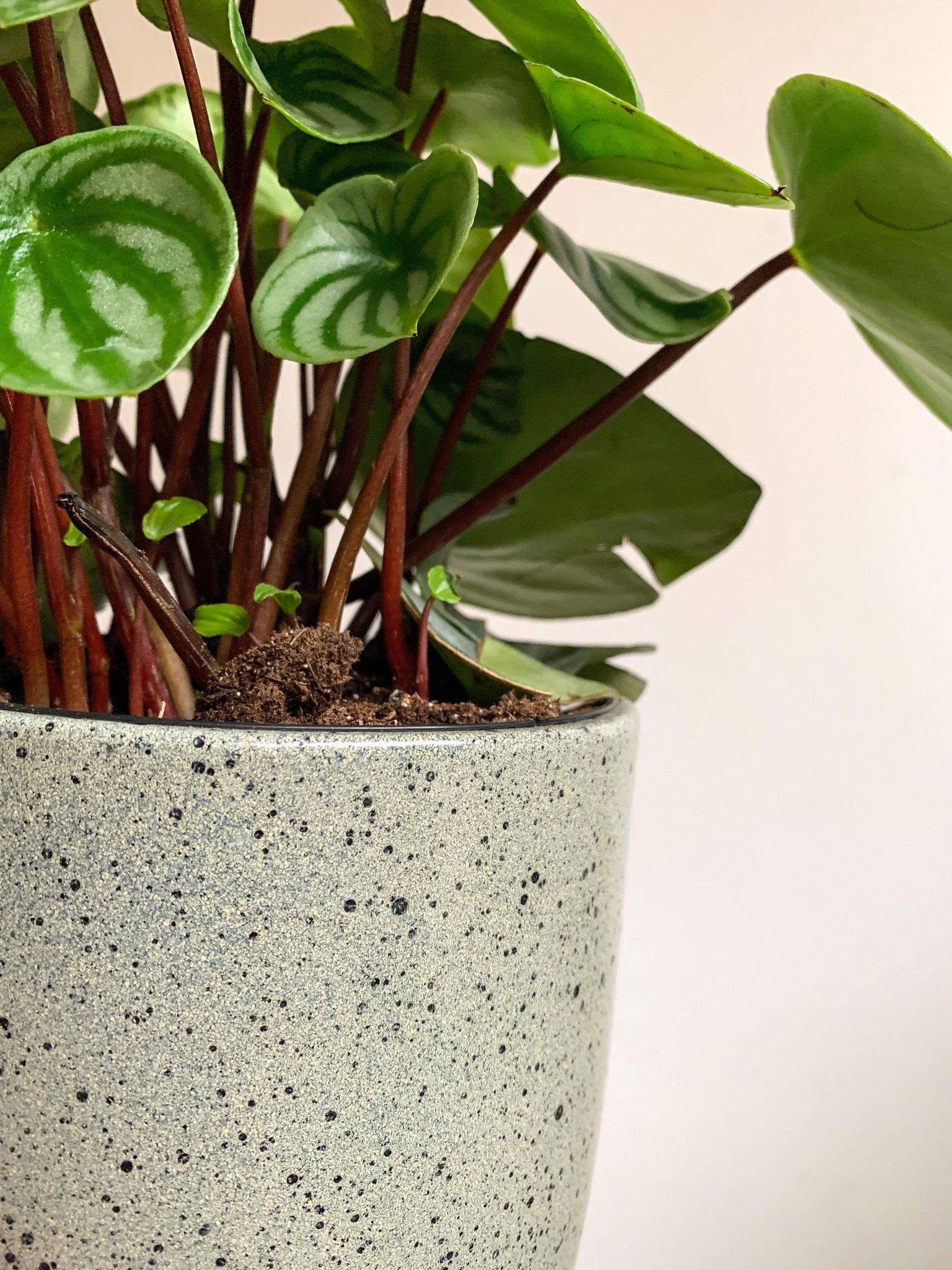 Cache-pot Bari - menthe - 6.3 po. (16 cm)