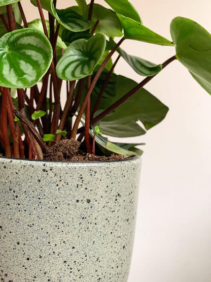 Cache-pot Bari - menthe - 6.3 po. (16 cm)