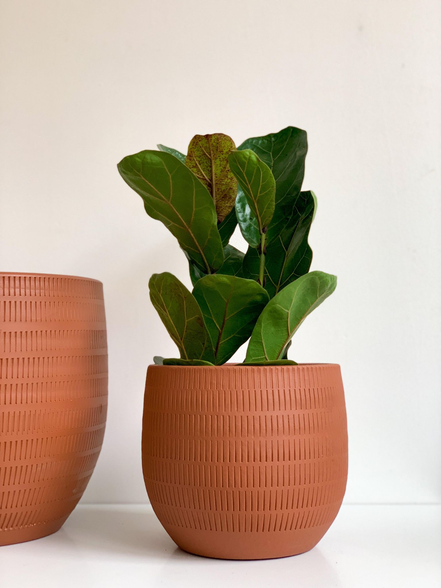 Cache-pot Aura - terre cuite - 7.8 po (20 cm)
