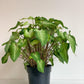 Aaron (Caladium) - 6 po.