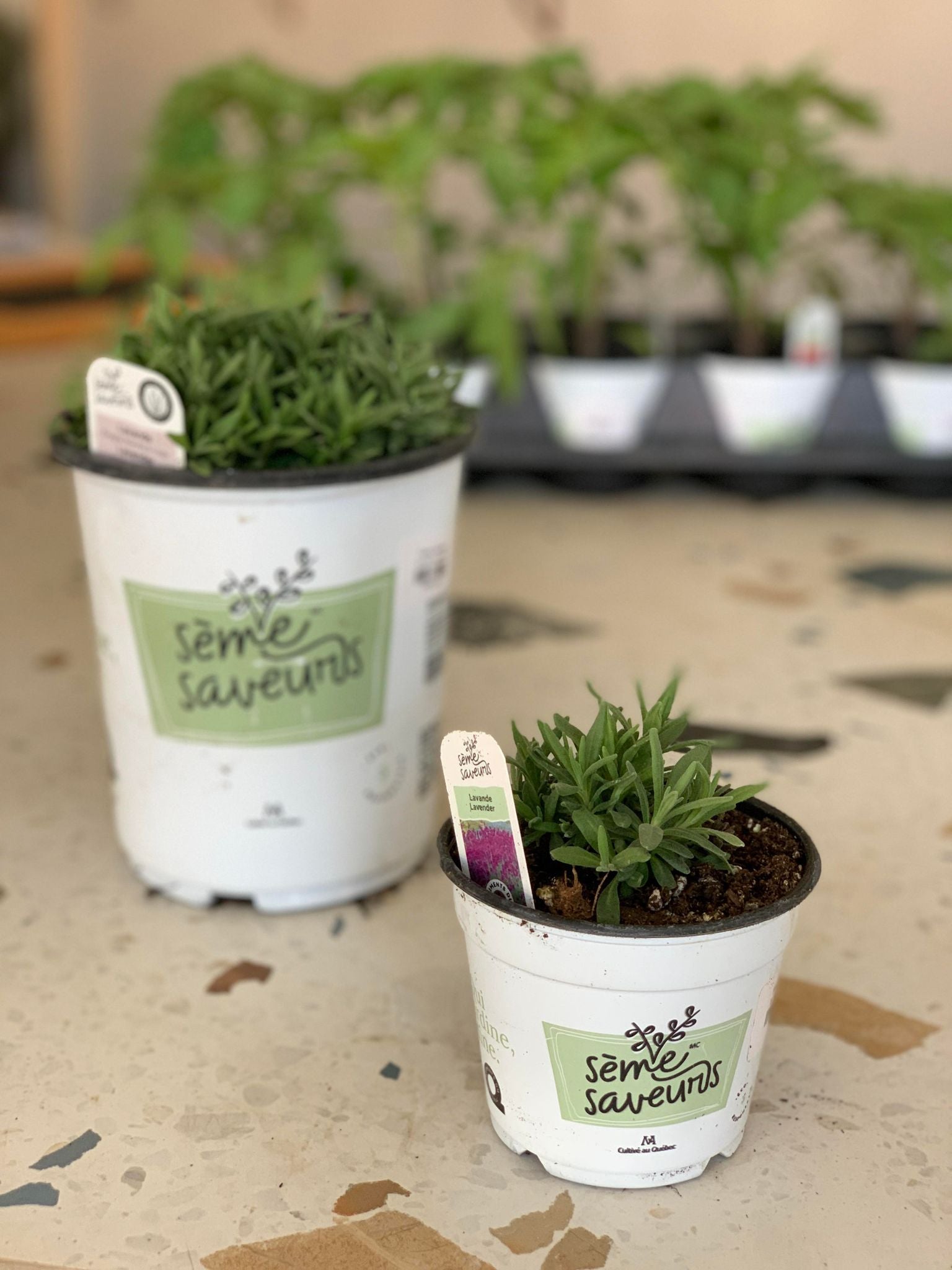 Fines herbes - Lavande / pot de 1 gallon