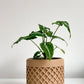 Landy (Syngonium) - 4 po.