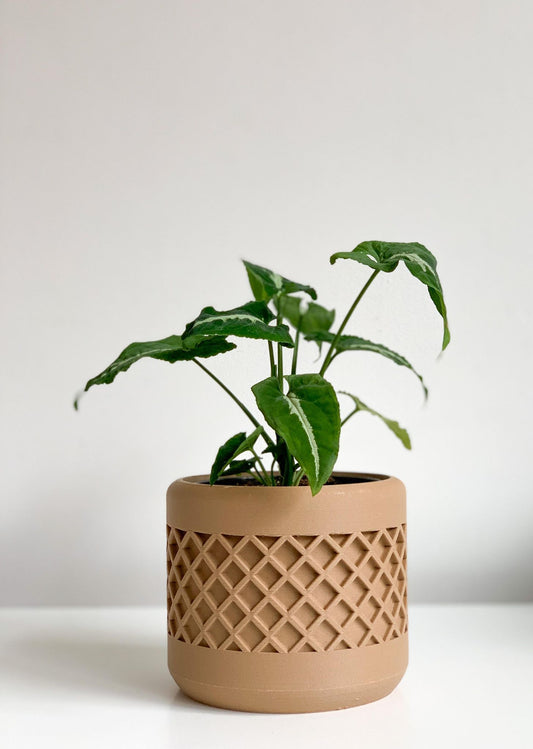 Landy (Syngonium) - 4 po.