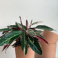 Pot cylindre en terre cuite - vieux rose - 6.3 po. (16 cm) /