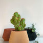 Cache pot Le Joli - Petit (3 po.) / Bois