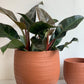 Cache-pot Aura - terre cuite - 11.4 po (29 cm)