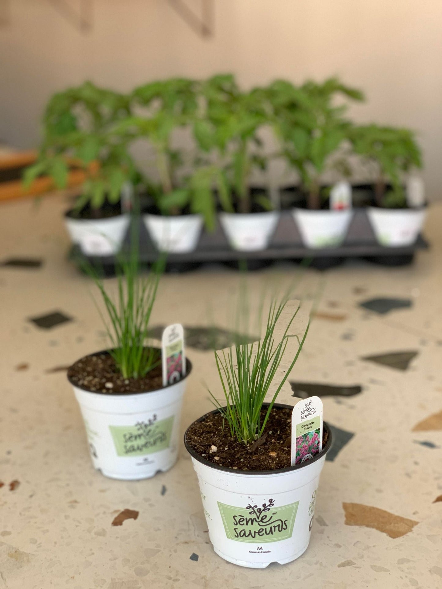 Fines herbes - Ciboulette / pot de 4 po. (11 cm)