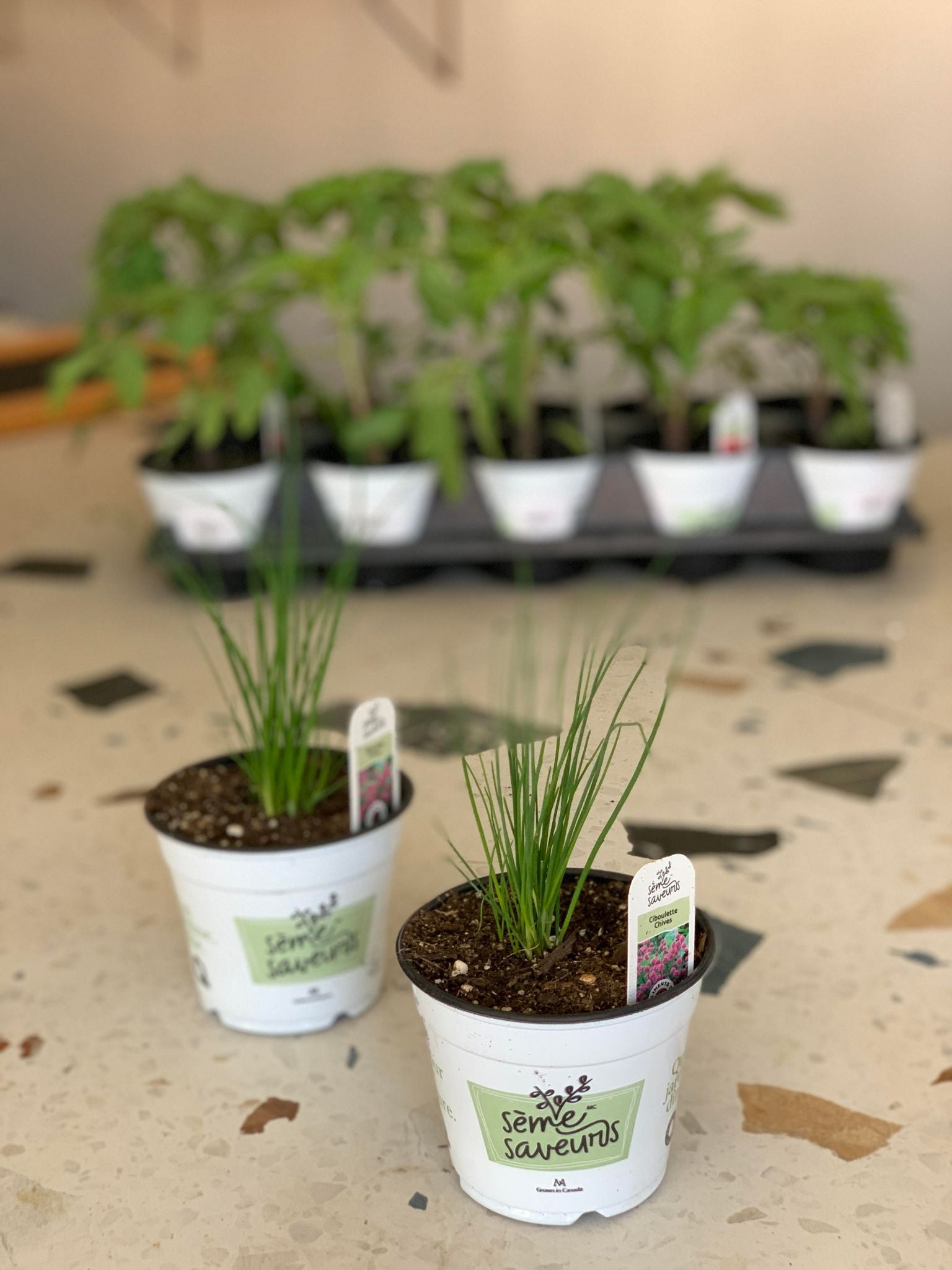 Fines herbes - Ciboulette / pot de 4 po. (11 cm)