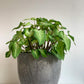 Aaron (Caladium) - 6 po.
