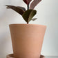 Pot vaso en terre cuite - vieux rose - 8.2 po. (21 cm) / 