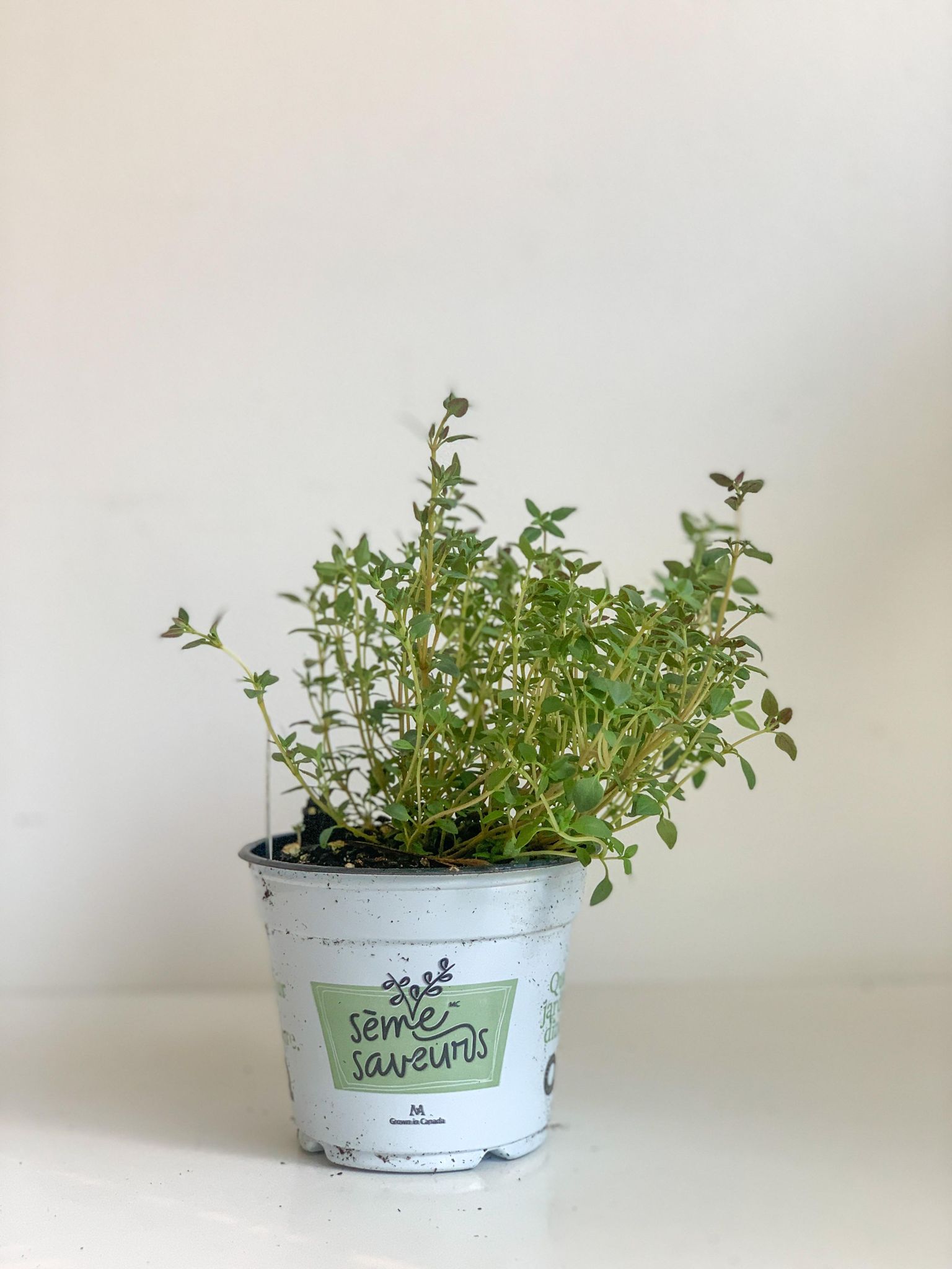 Thym anglais - pot de 4 po. (11 cm)