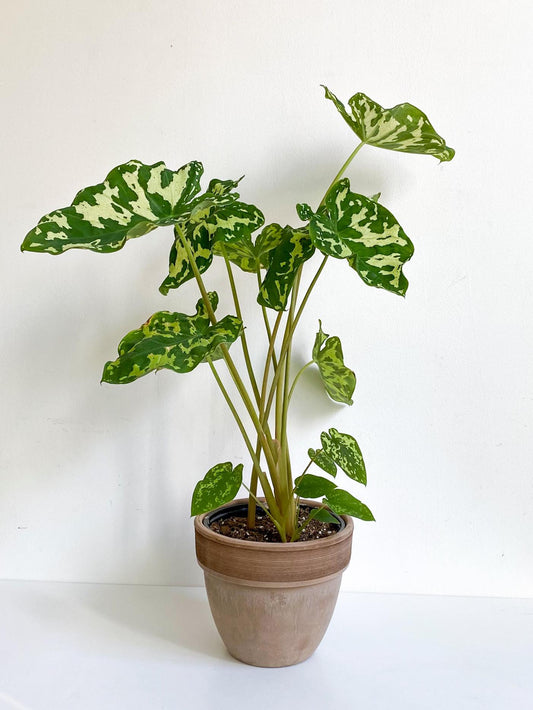 Hilo (Alocasia) - 6 po.