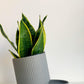 Pot cylindre en céramique - gris mat - 6.7 po (17 cm)
