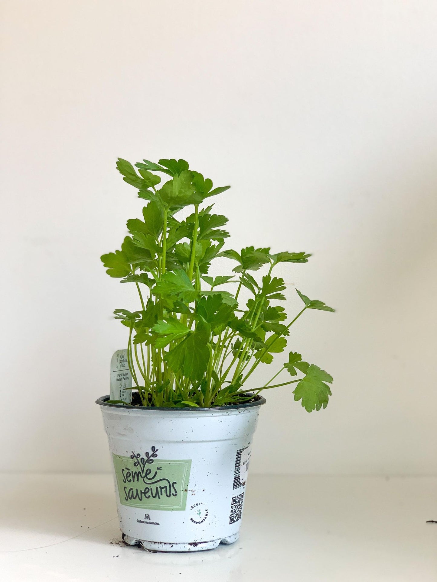 Persil italien - pot de 4 po. (11 cm)