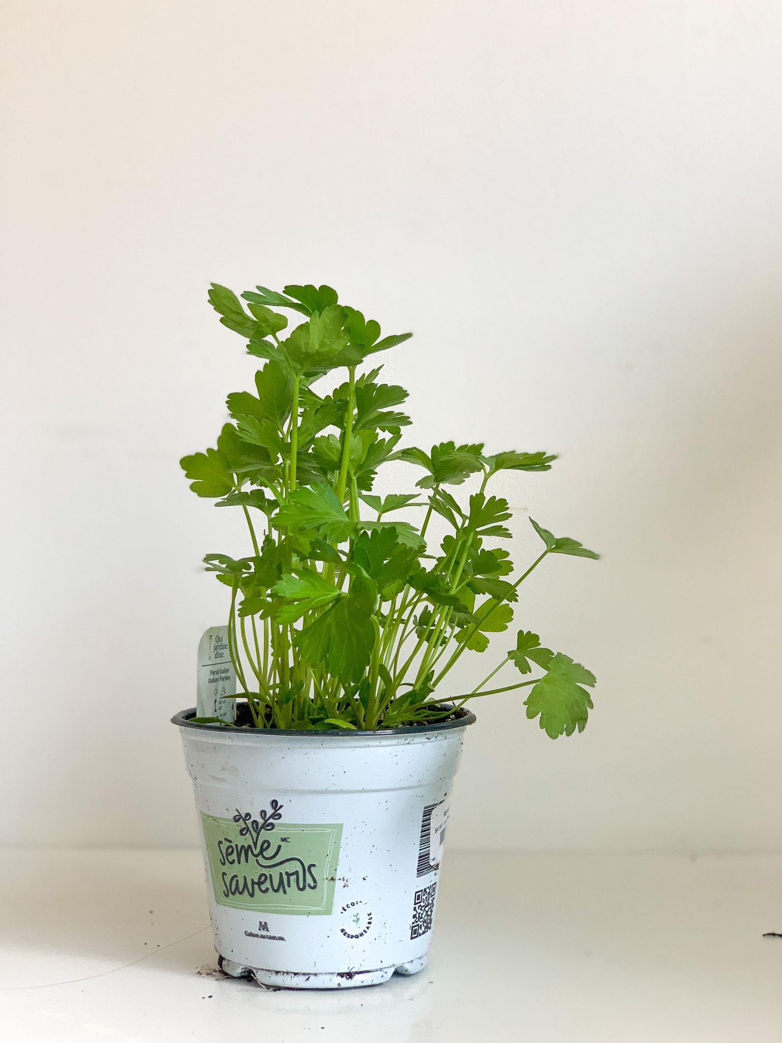 Persil italien - pot de 4 po. (11 cm)
