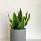 Pot cylindre en céramique - gris mat - 6.7 po (17 cm)