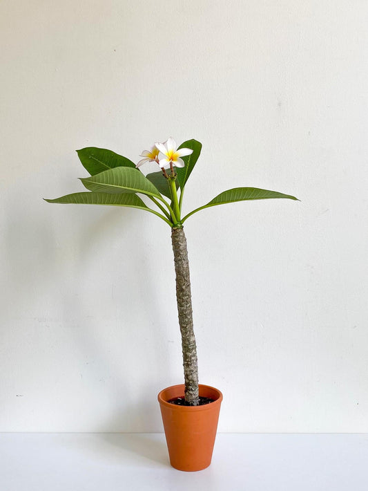 Plum (Plumeria) - 4 po. en pot de terre cuite