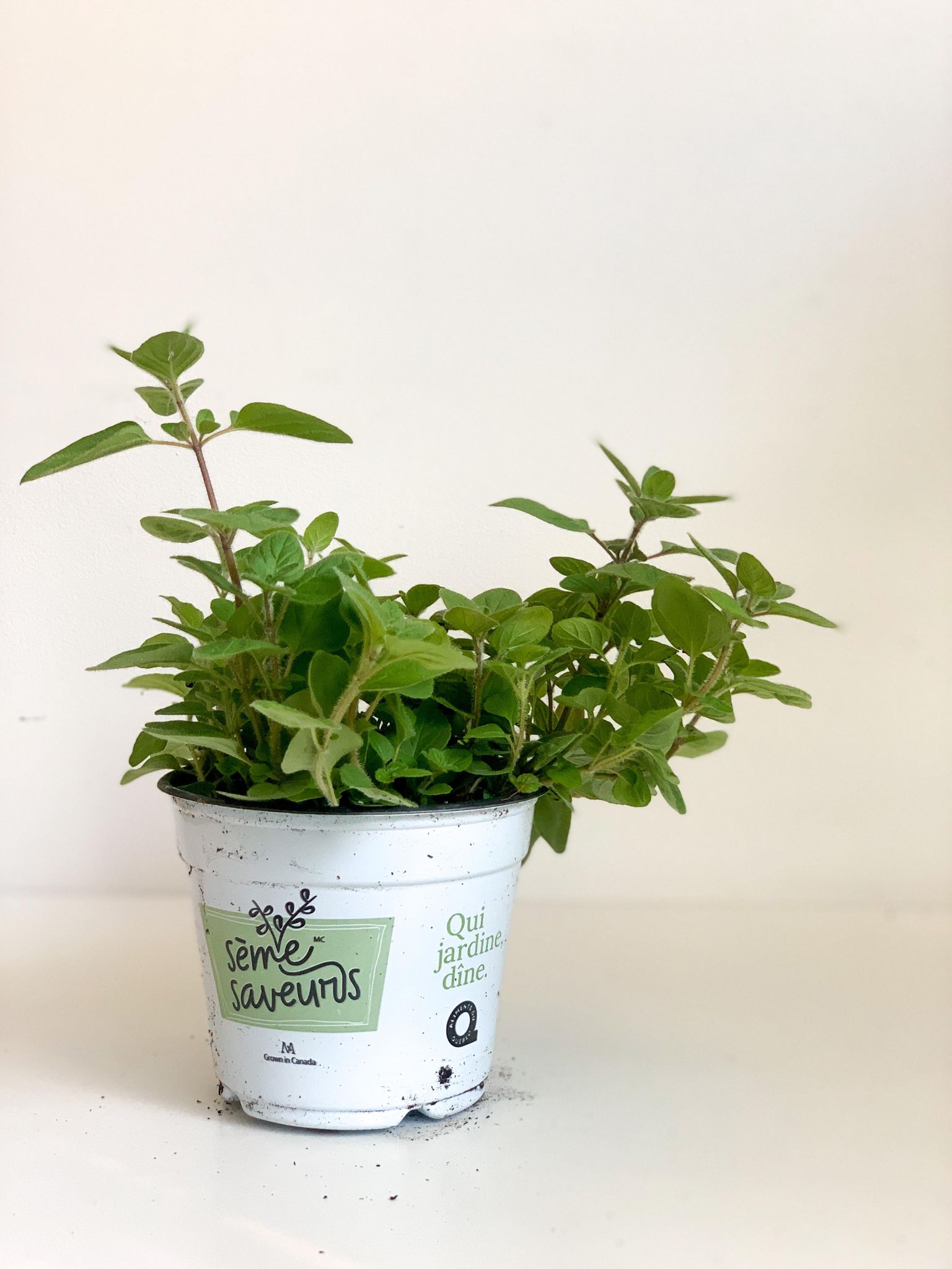 Origan - pot de 4 po. (11 cm)