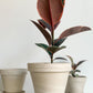 Pot en terre cuite - granite - 7.8 po. (20 cm) / Sans 