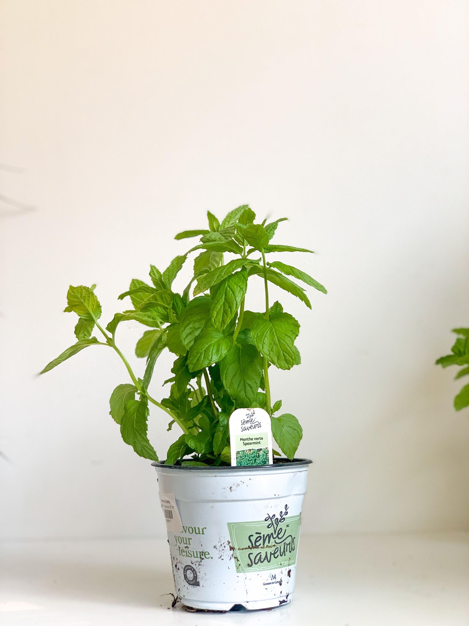 Menthe verte - pot de 4 po. (11 cm)