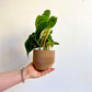 Splendide (Philodendron) - 4 po.