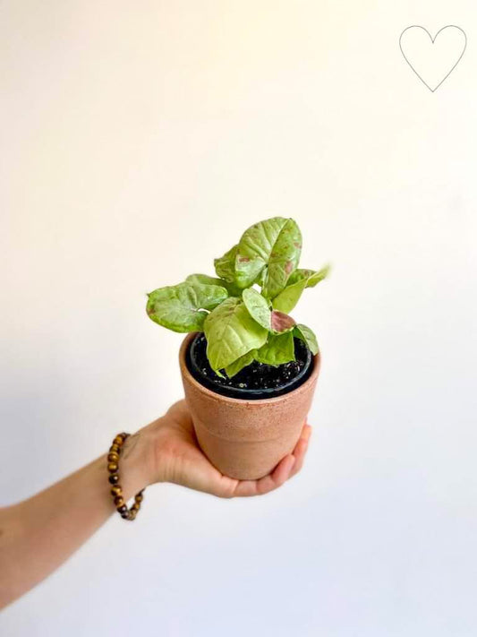 Confetti (Syngonium) - 4 po.