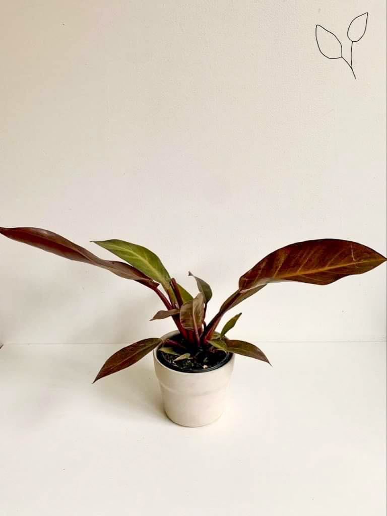 Cathaline (Philodendron)