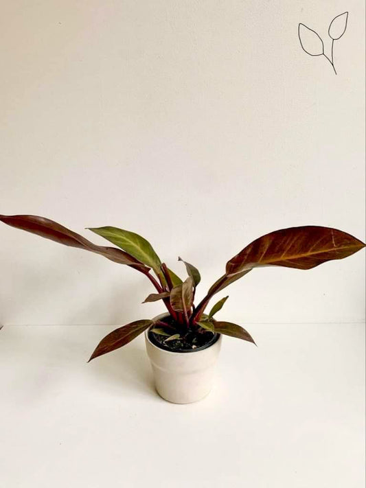 Cathaline (Philodendron)