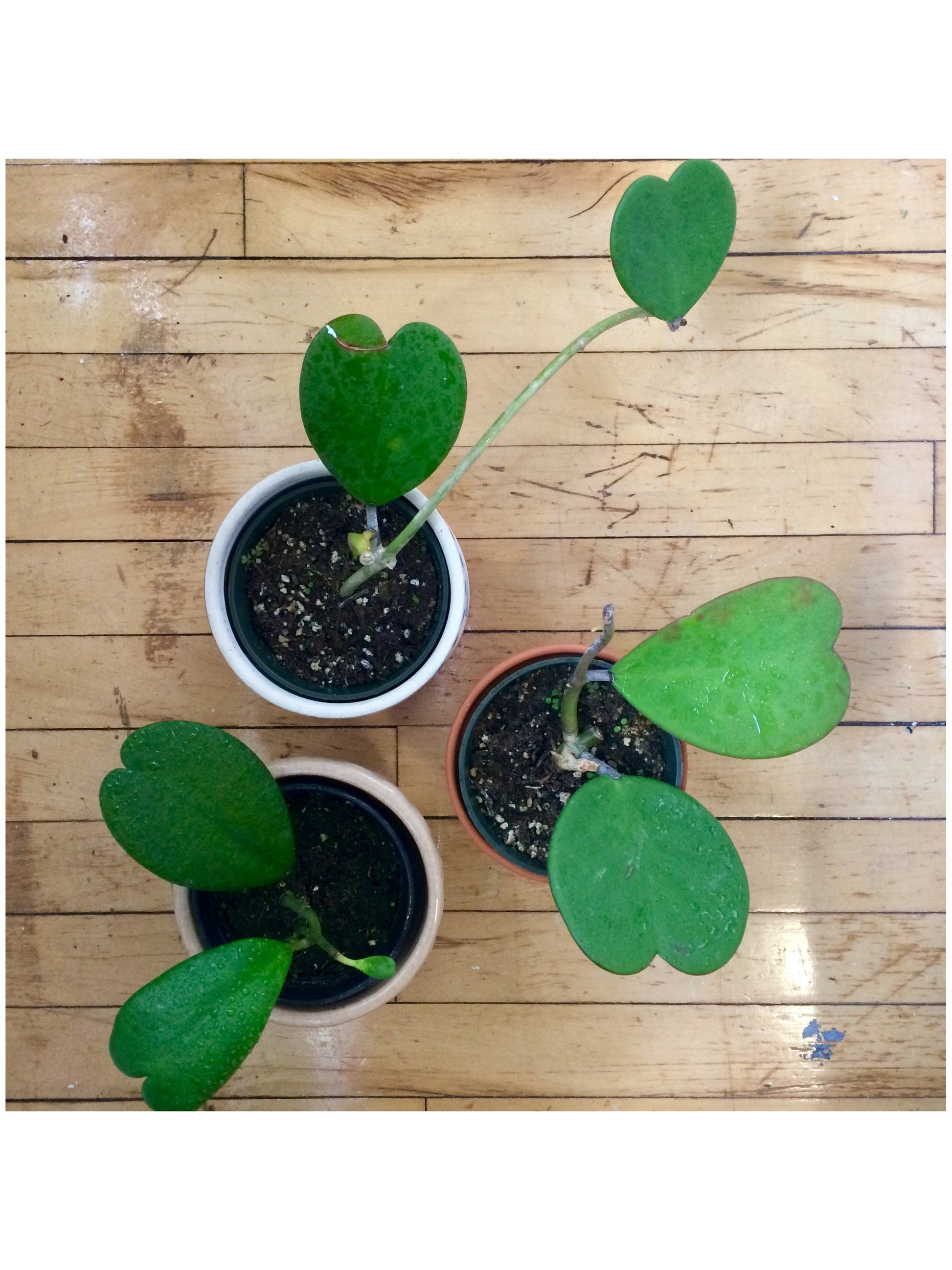 Valentin (Hoya)