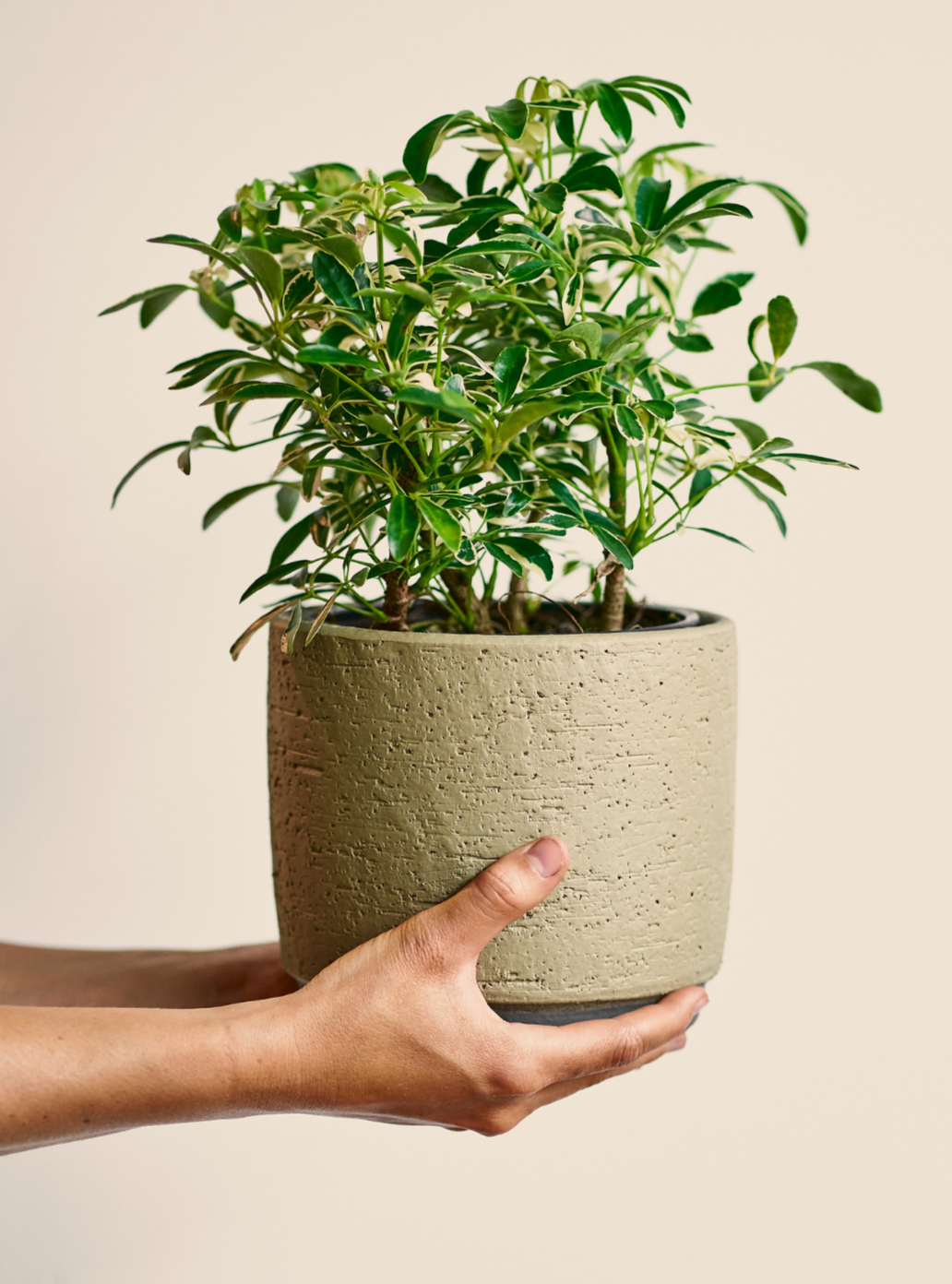 Scott (Schefflera) 6 Po. Panaché