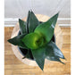 Timothé (Sansevieria)