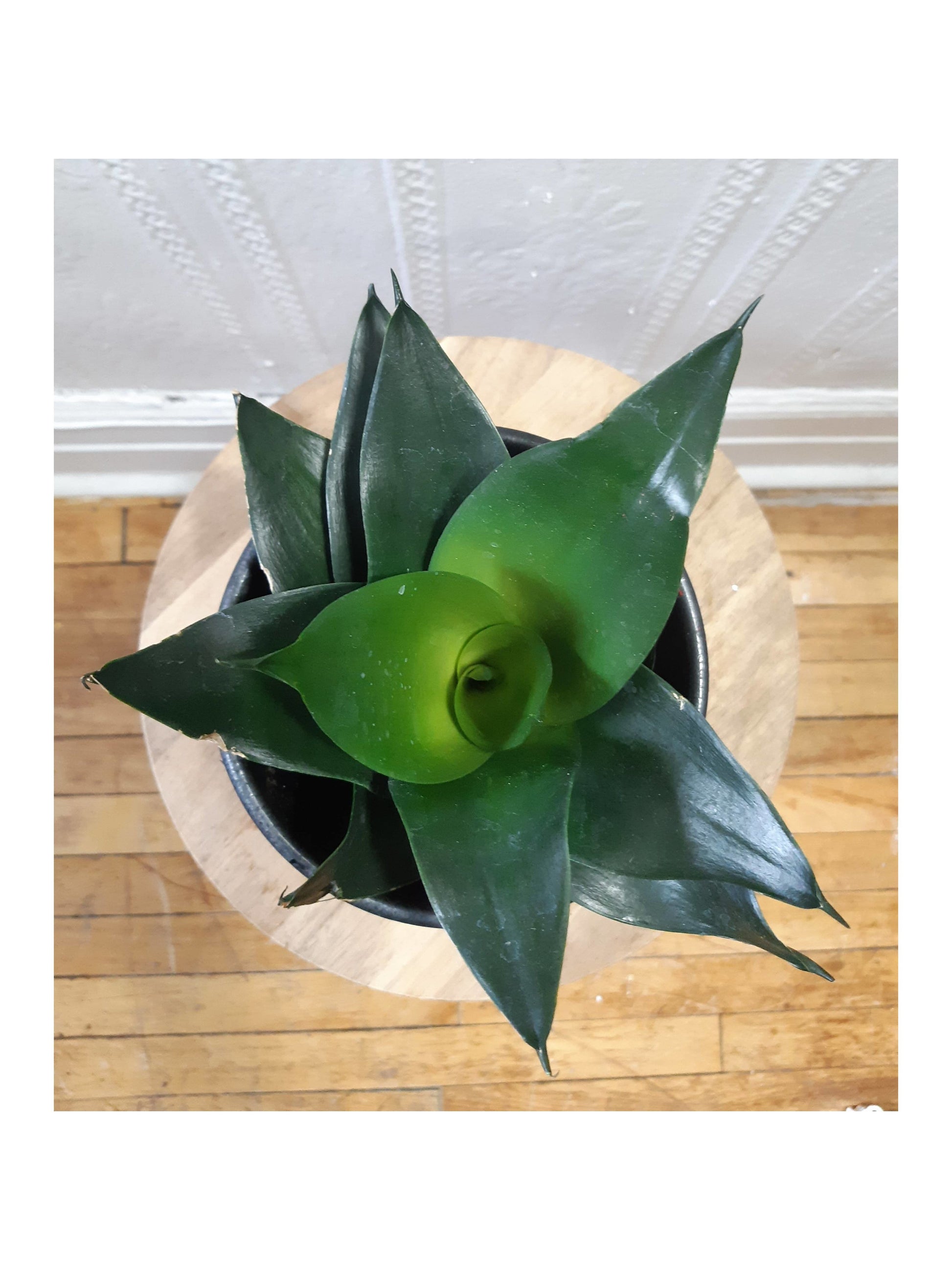 Timothé (Sansevieria)