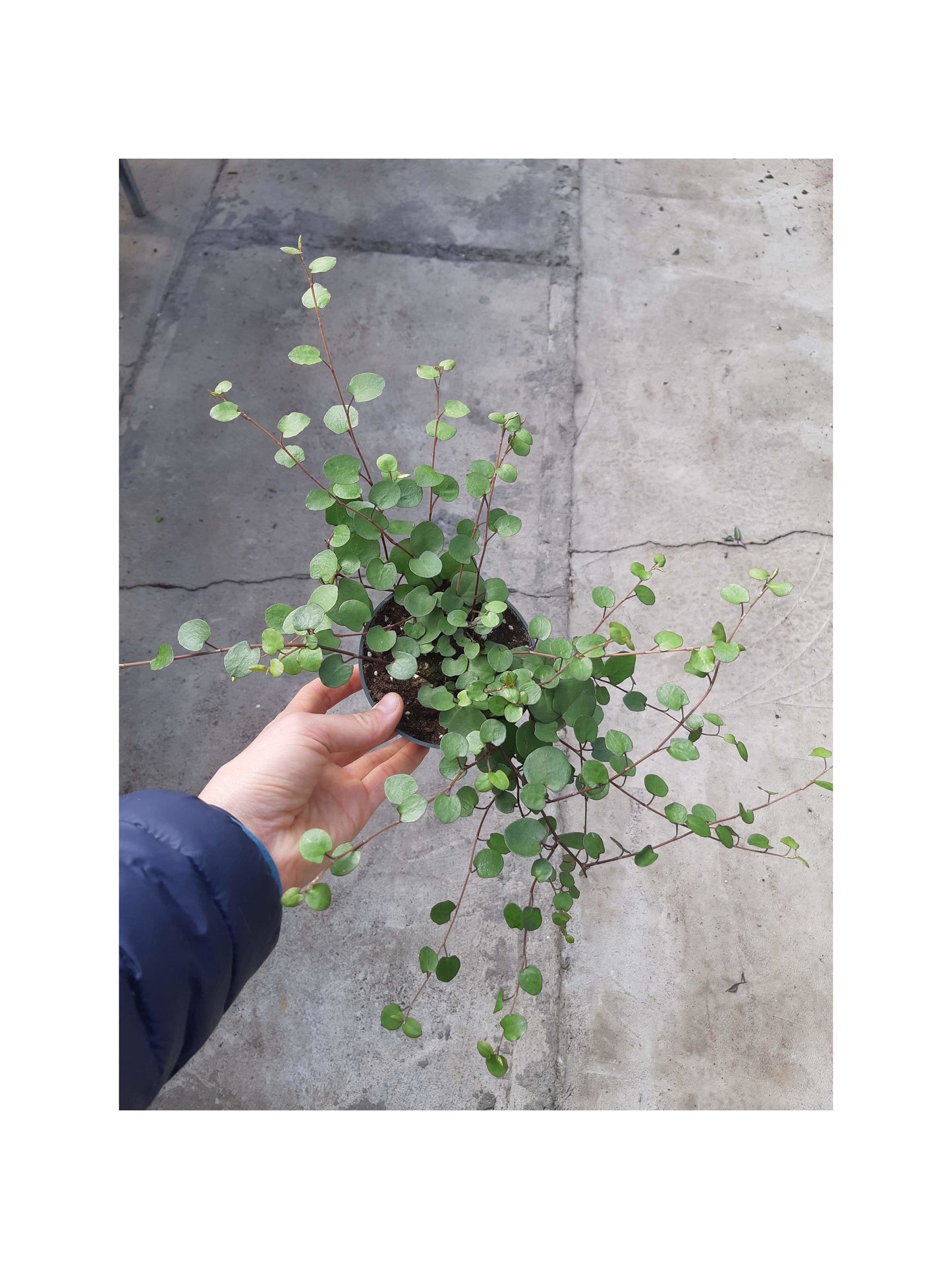 Nina (Muehlenbeckia)