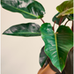 Congo (Philodendron)