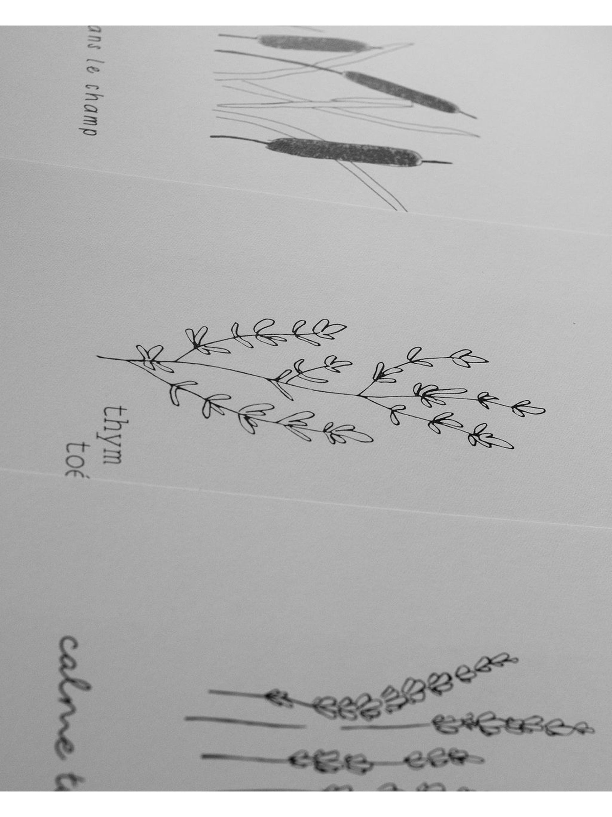 Illustration Thym Toé