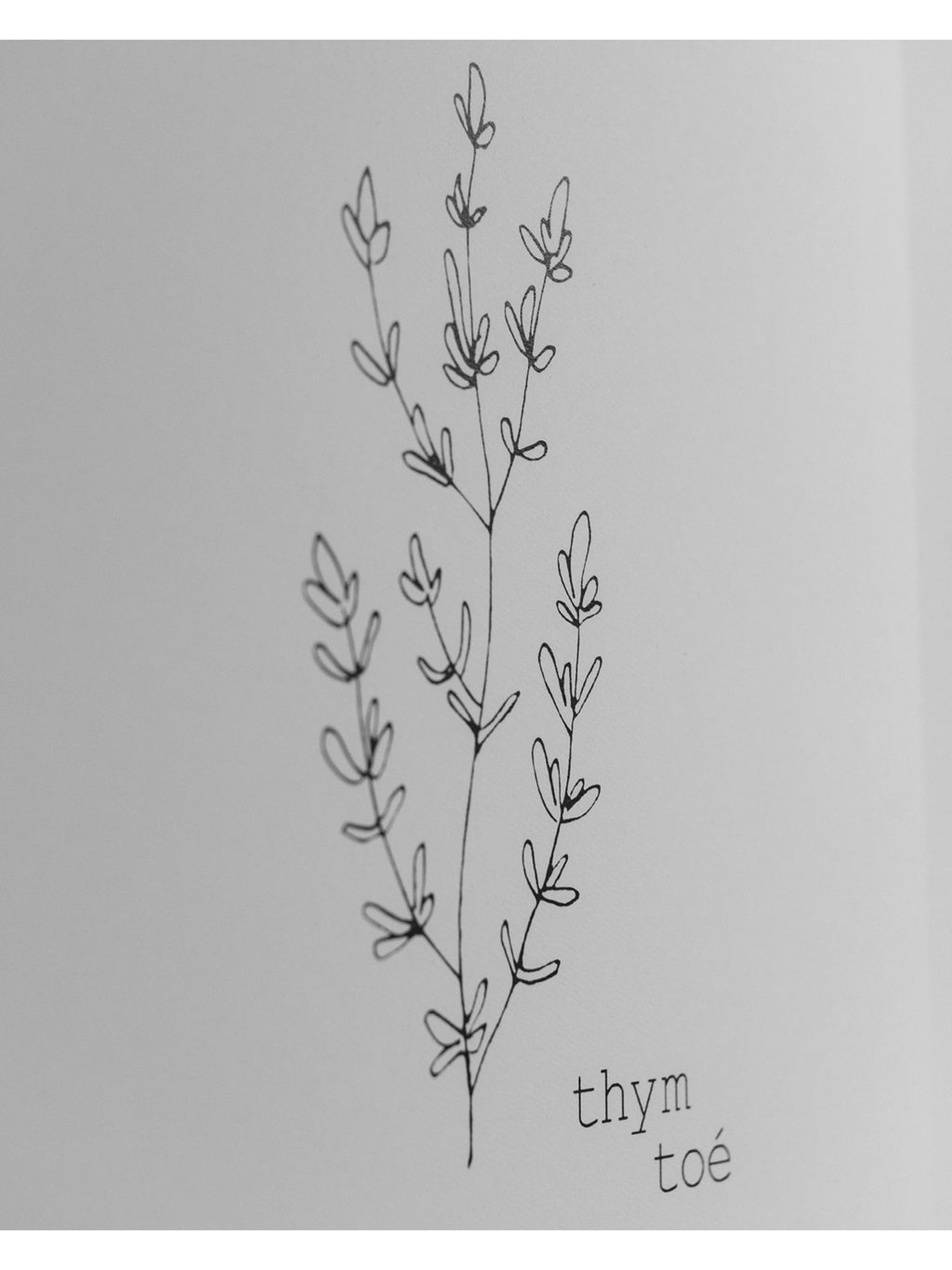 Illustration Thym Toé