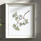 Illustration Ginkgo Biloba