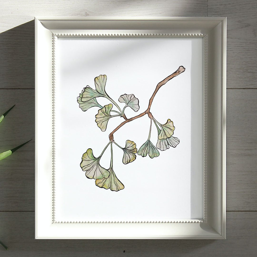 Illustration Ginkgo Biloba