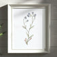 Illustration Myosotis