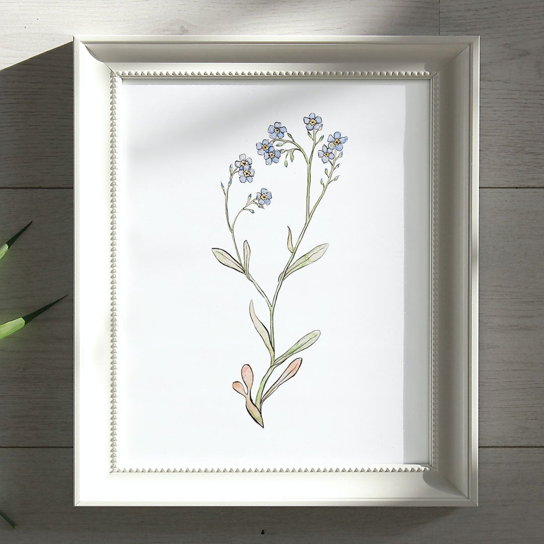 Illustration Myosotis