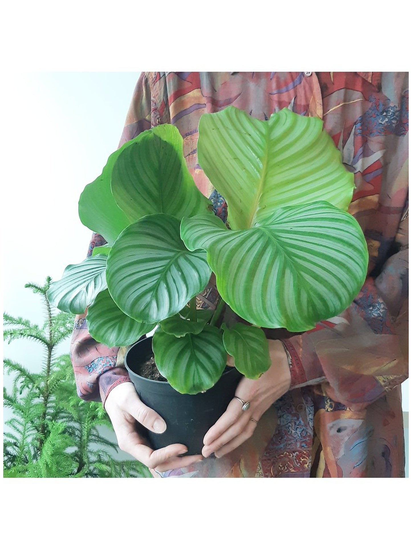 Oskar (Calathea) 6 Po.