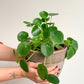 Pepe (Pilea) 6 Po.