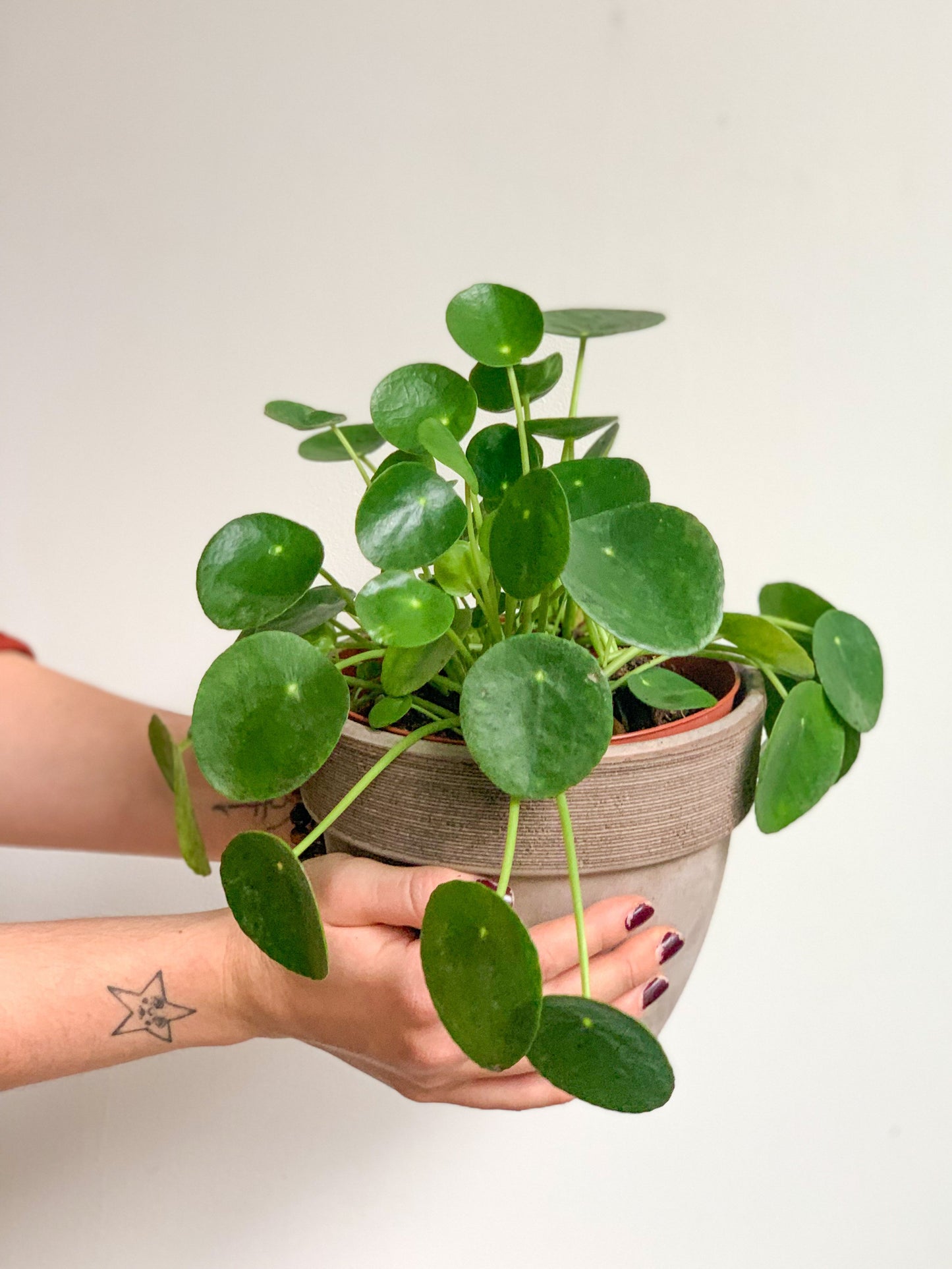 Pepe (Pilea) 6 Po.