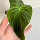 Splendide (Philodendron) - 4 po.