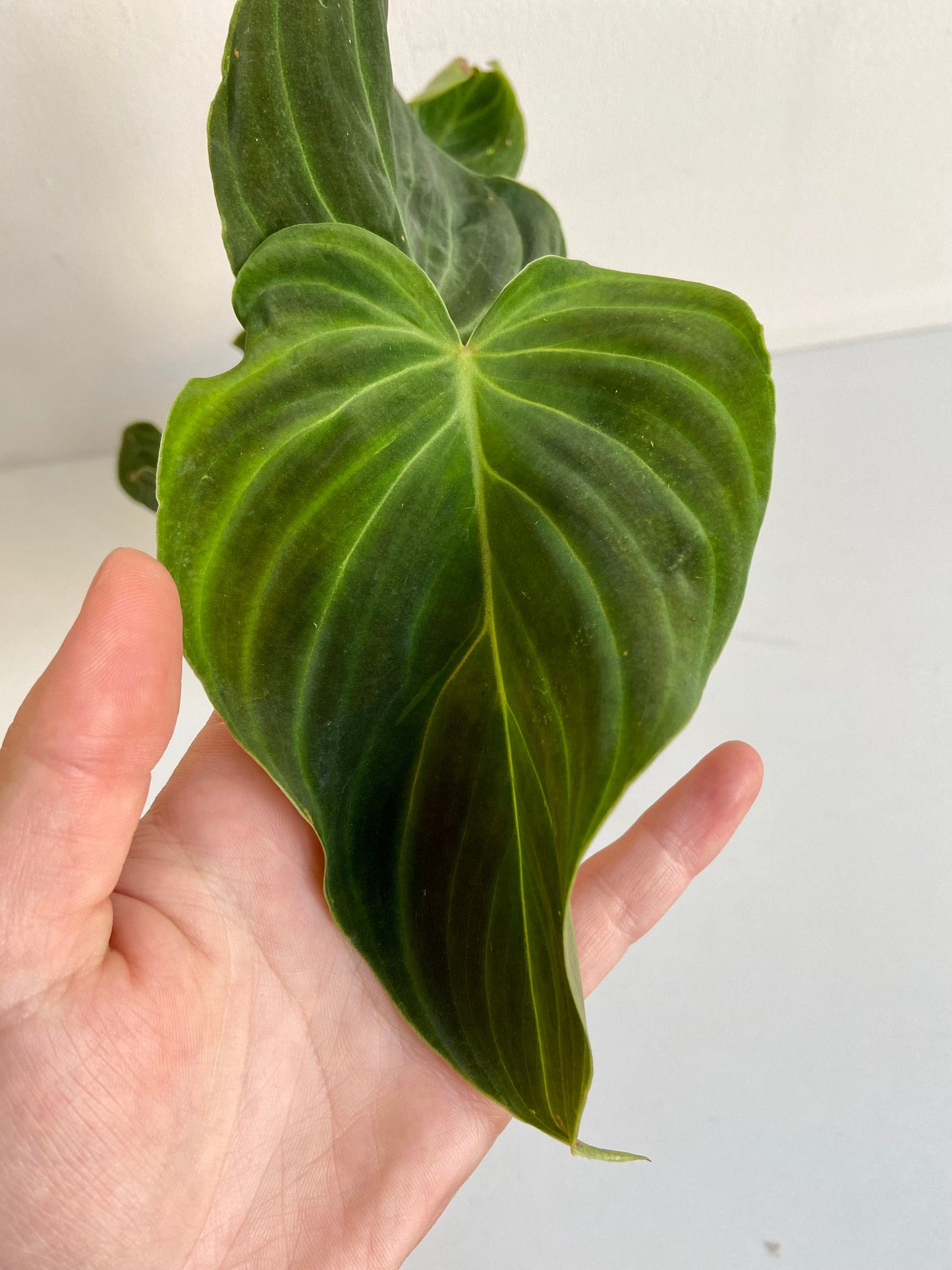 Splendide (Philodendron) - 4 po.