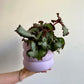 Esco (Begonia)