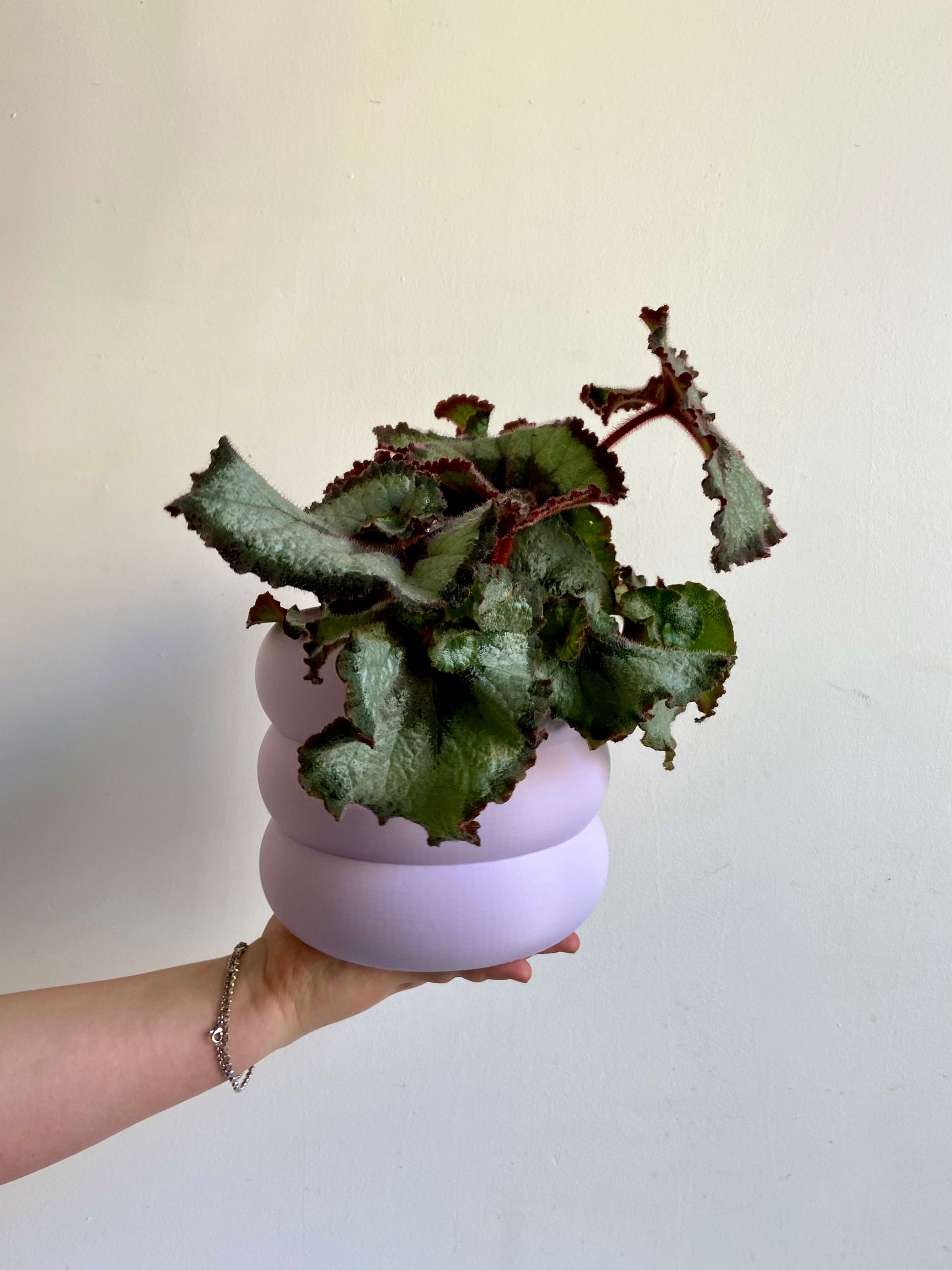 Esco (Begonia)